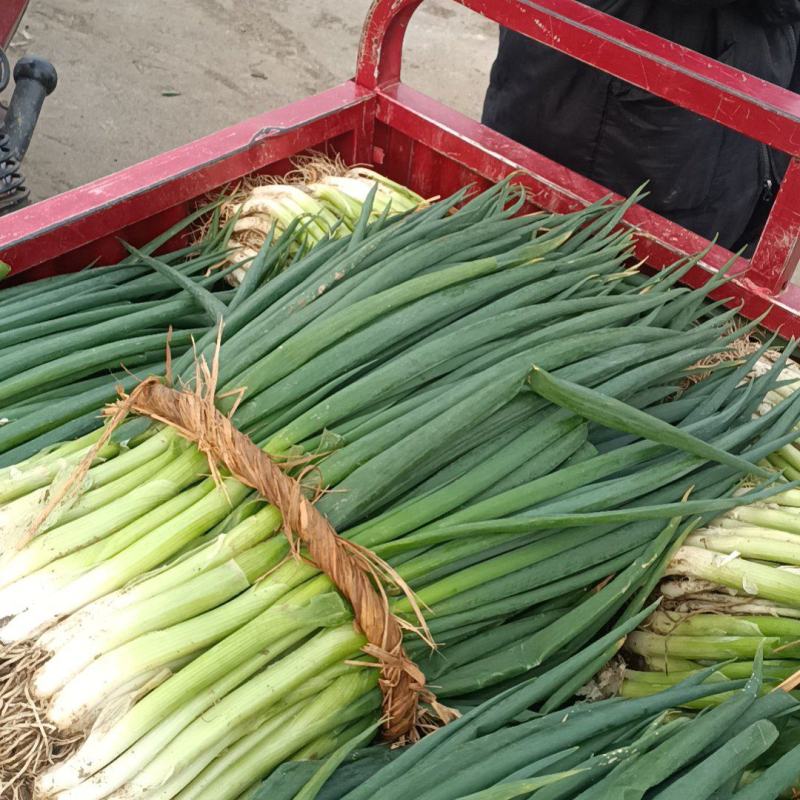 王家坝大葱分葱