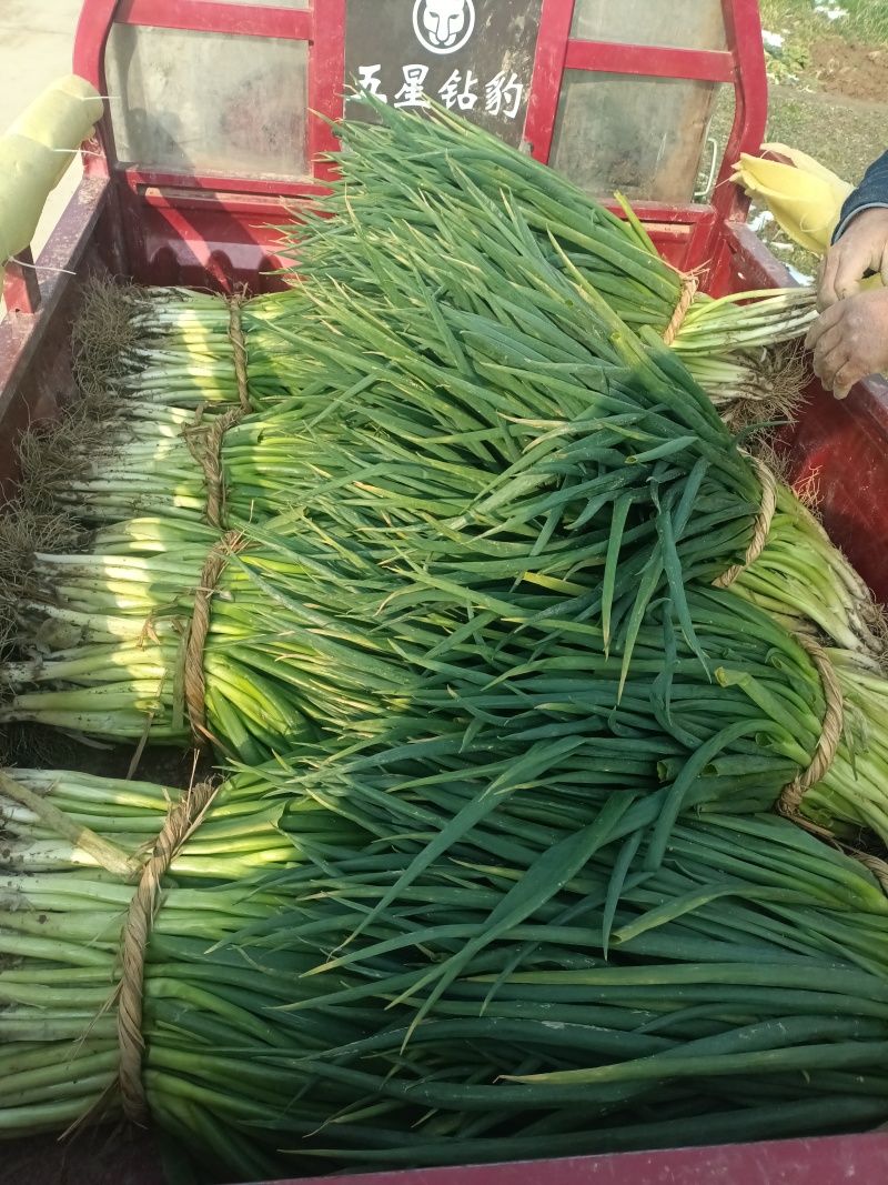 王家坝大葱分葱