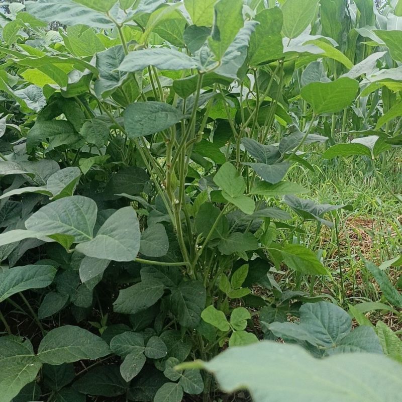 农科园大黑豆种子中熟黑豆种子家庭种子蔬菜种小菜园易种植