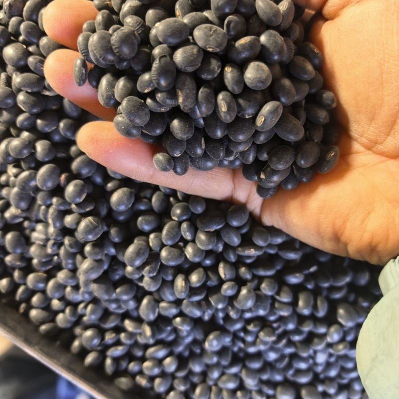 大黑豆种子大荚大粒绿芯高产抗病商品性佳农家春季播种