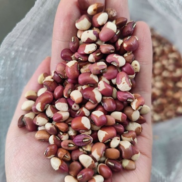 花豇豆种子红豆早熟种籽春五谷杂粮种不打架高产农家菜种