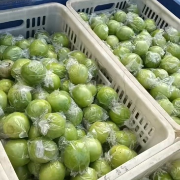 台湾大青枣