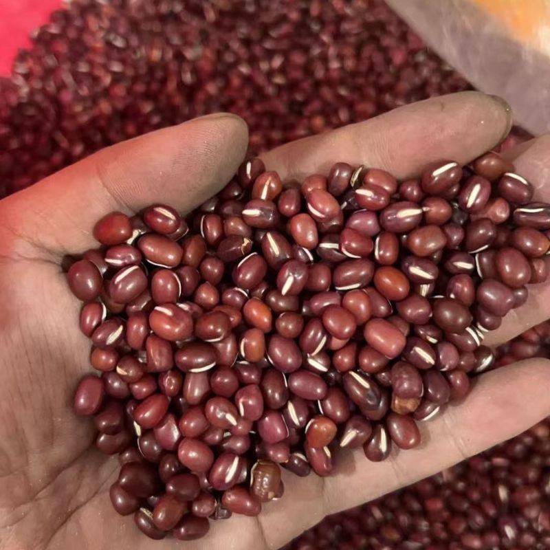 红豆种子早熟无架大粒相思豆红小豆种籽自种子可吃可种五谷种
