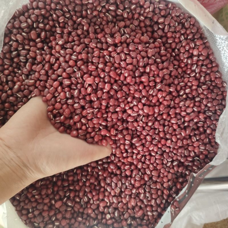 红豆种子早熟无架大粒相思豆红小豆种籽自种子可吃可种五谷种