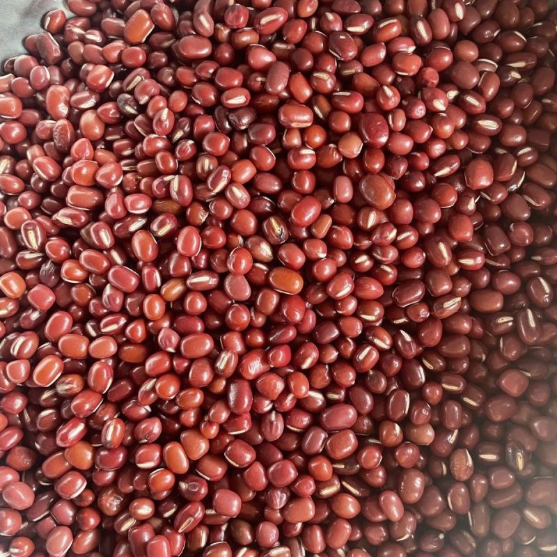 红豆种子早熟无架大粒相思豆红小豆种籽自种子可吃可种五谷种