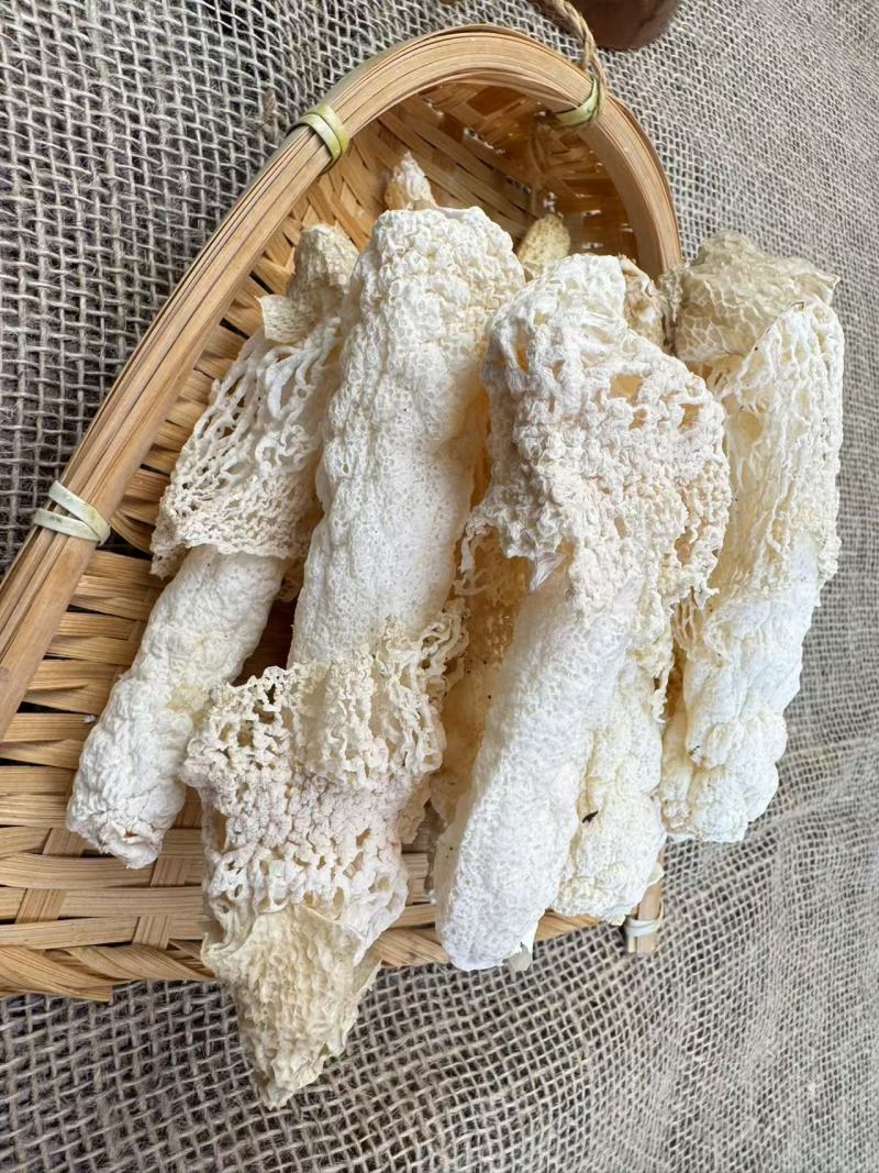 贵州红托竹荪源头产地营养美味口感脆嫩