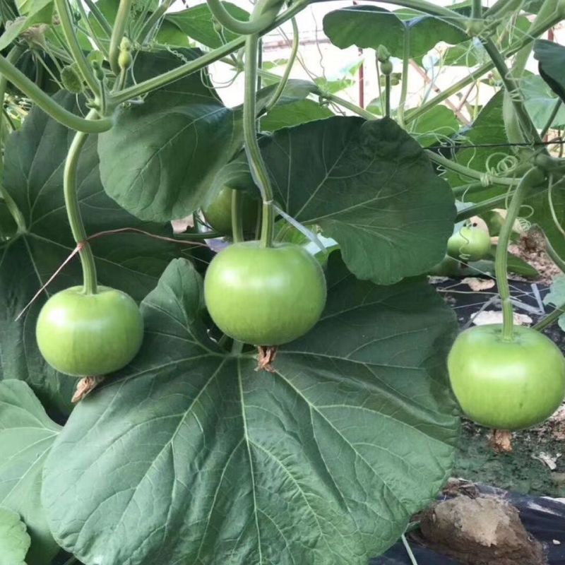 徐科双狮圆瓠子瓠瓜种子白绿柔嫩多汁高产抗病商品性佳