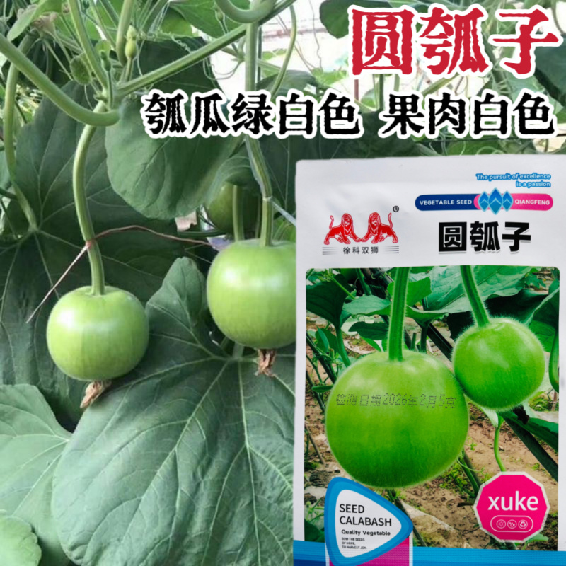 徐科双狮圆瓠子瓠瓜种子白绿柔嫩多汁高产抗病商品性佳