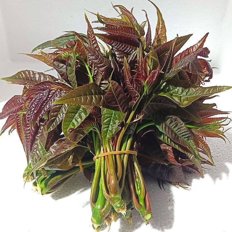 香椿芽现货大棚香椿芽