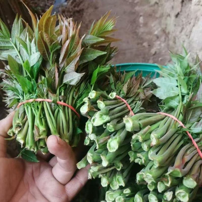 香椿芽现货大棚香椿芽