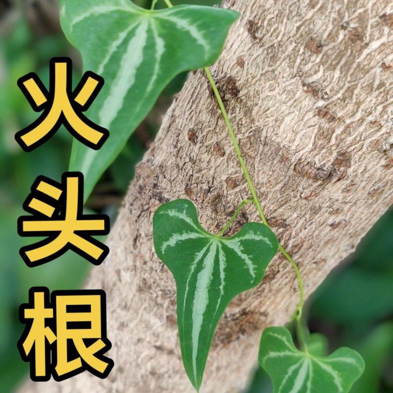 陕南野生火头根现挖现卖新鲜货源