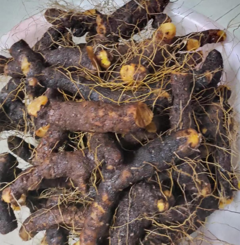 陕南野生火头根现挖现卖新鲜货源