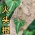 陕南野生火头根现挖现卖新鲜货源