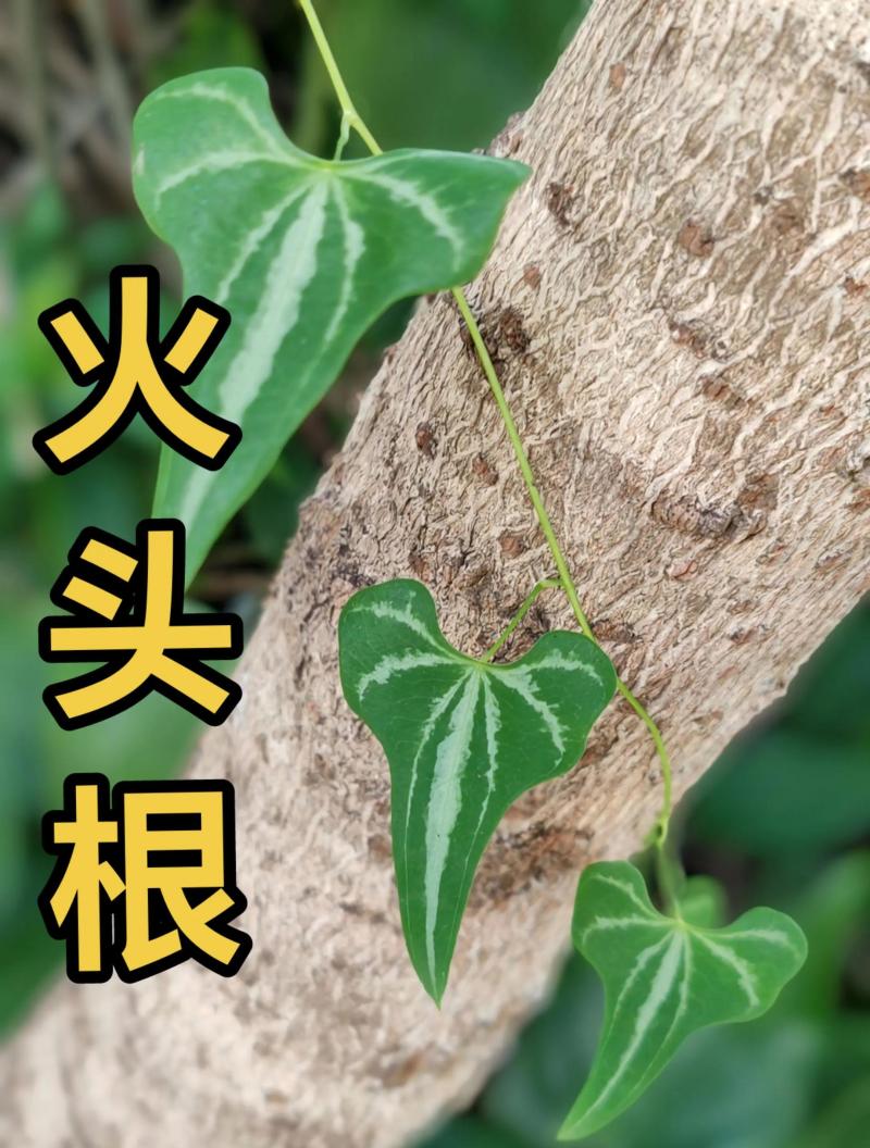 陕南野生火头根现挖现卖新鲜货源
