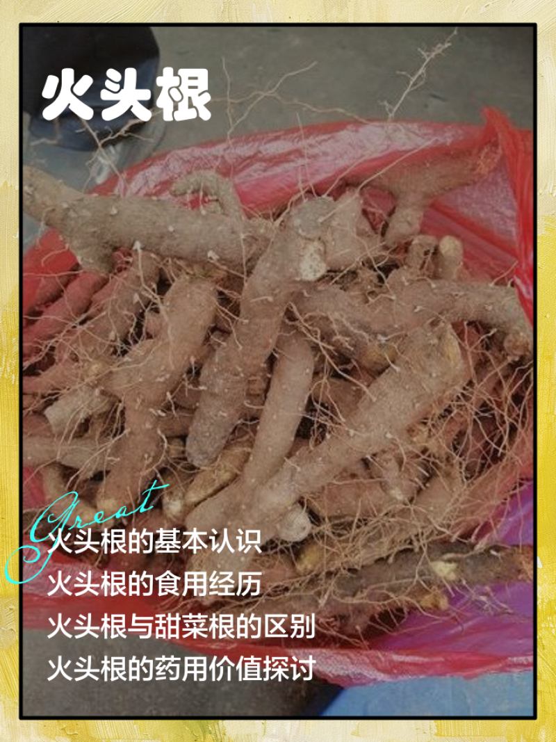 陕南野生火头根现挖现卖新鲜货源