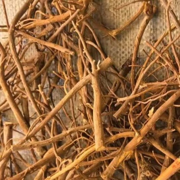 柴胡北柴胡31号柴胡
