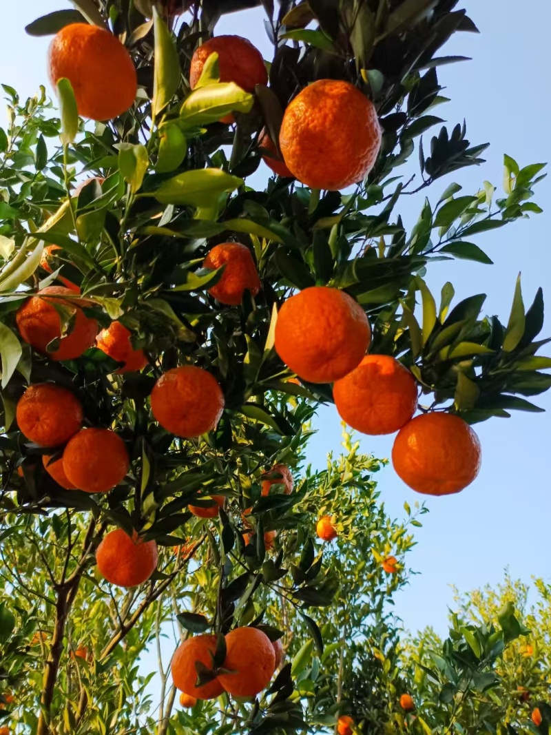 优质晚芦大量上市个头大颜色好不干水欢迎各地客商采购