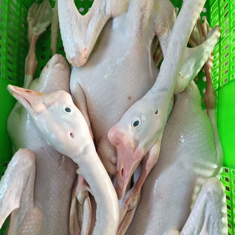 农家散养现杀老鹅肉，厂家直销
