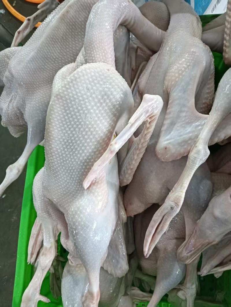 农家散养现杀老鹅肉，厂家直销