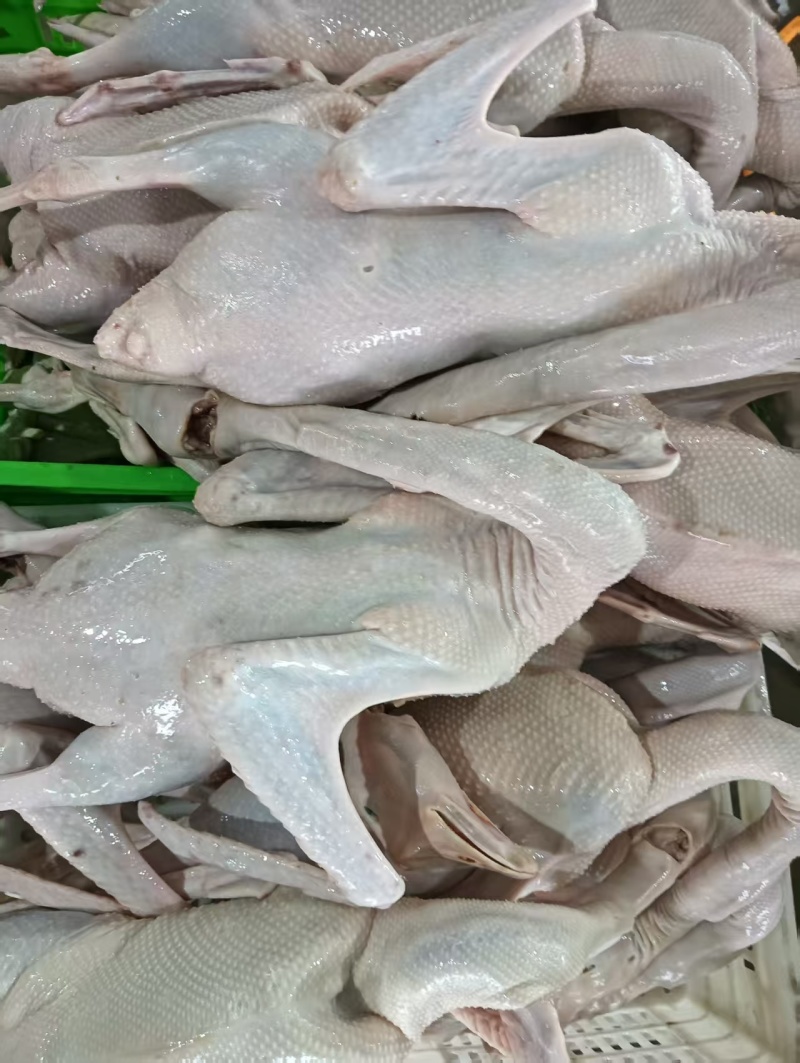 农家散养现杀老鹅肉，厂家直销