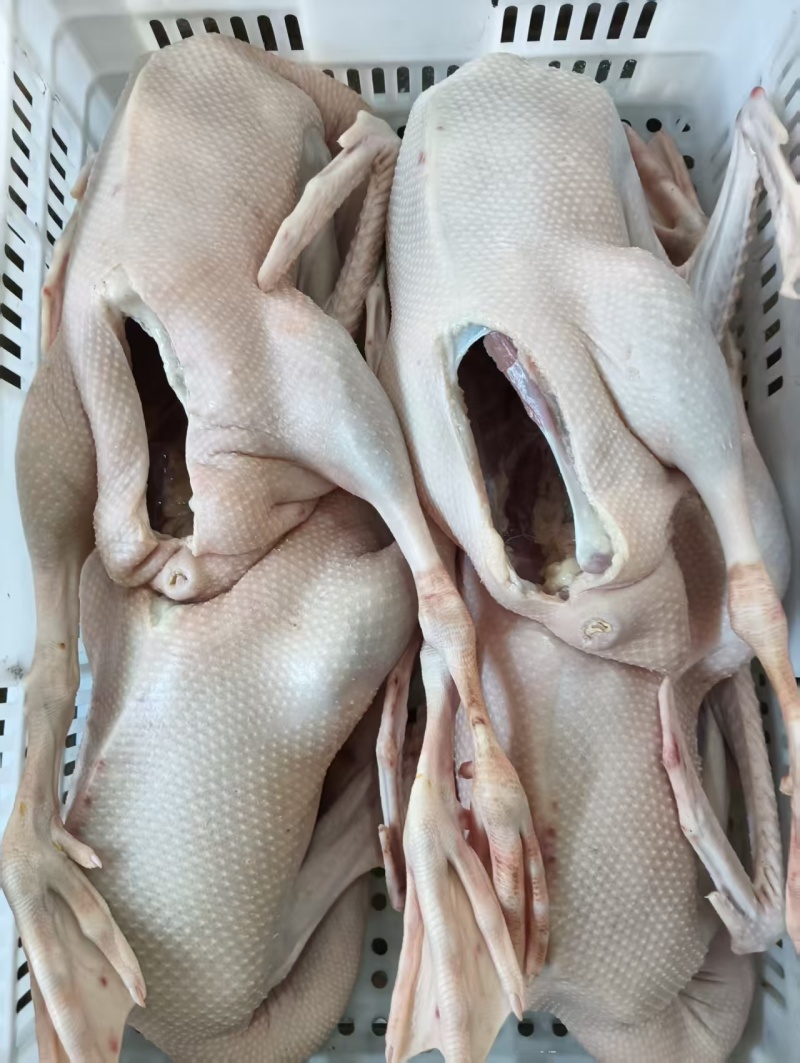 农家散养现杀老鹅肉，厂家直销
