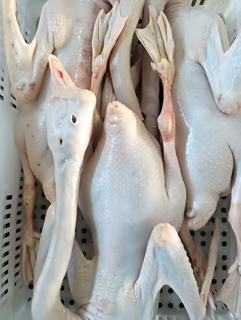 农家散养现杀老鹅肉，厂家直销