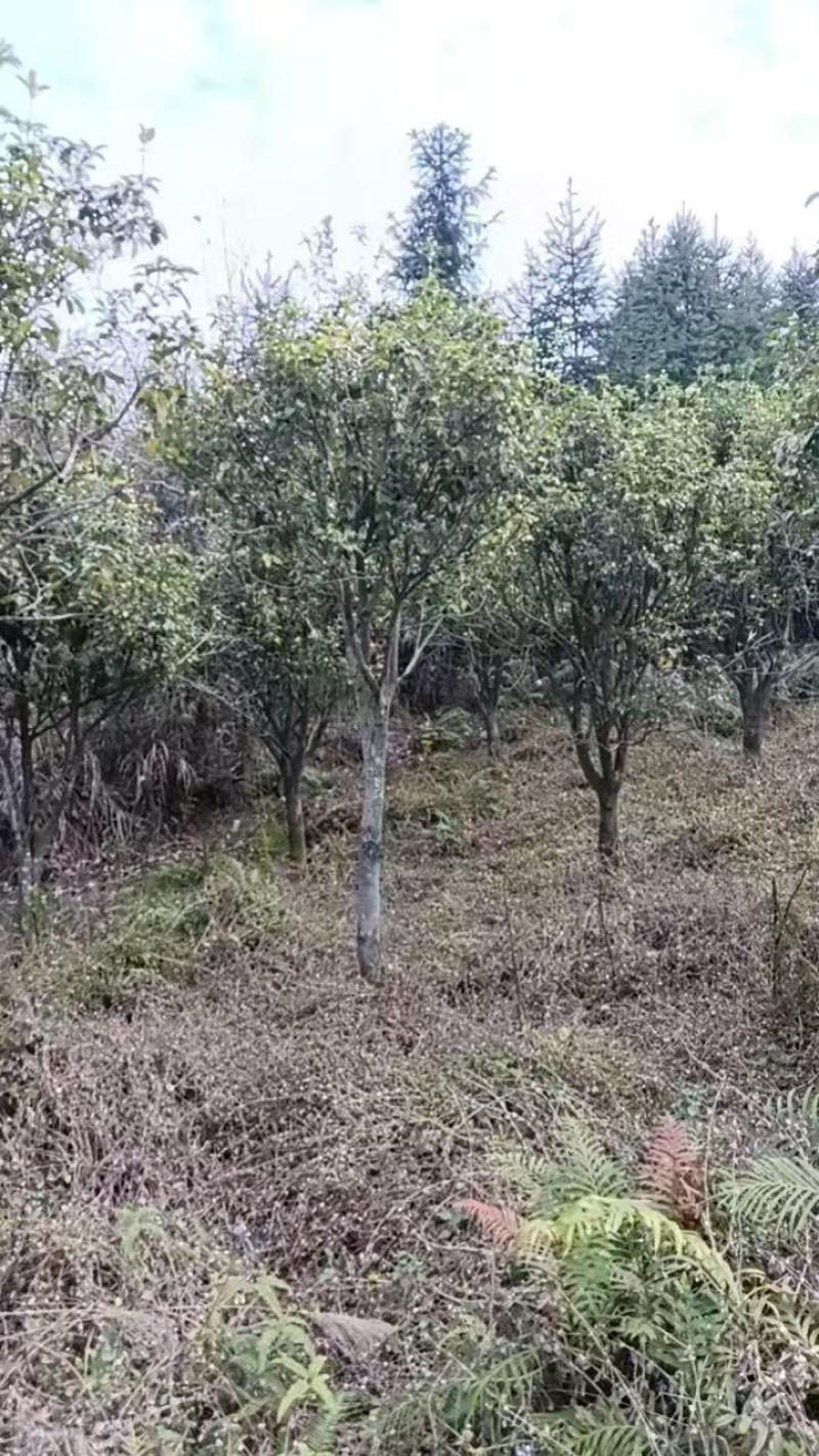 四季桂