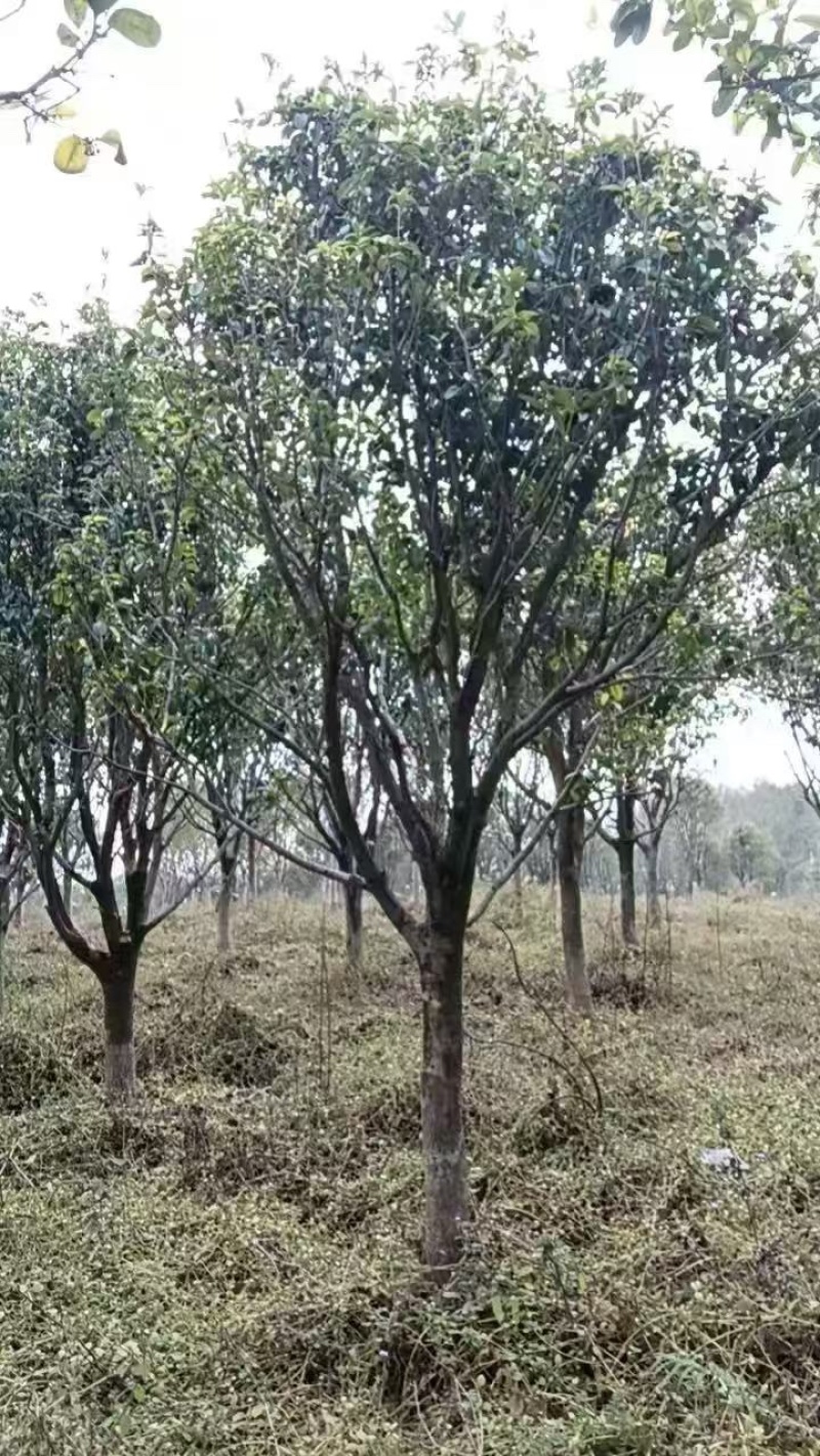 四季桂