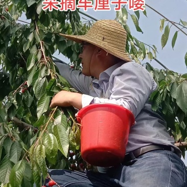 大樱桃树