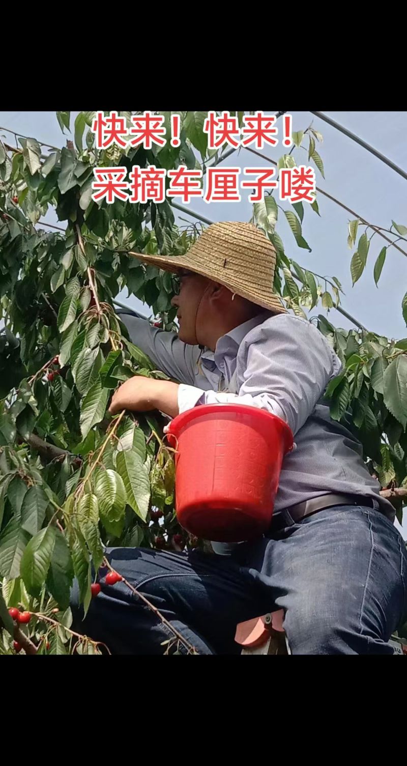 大樱桃树