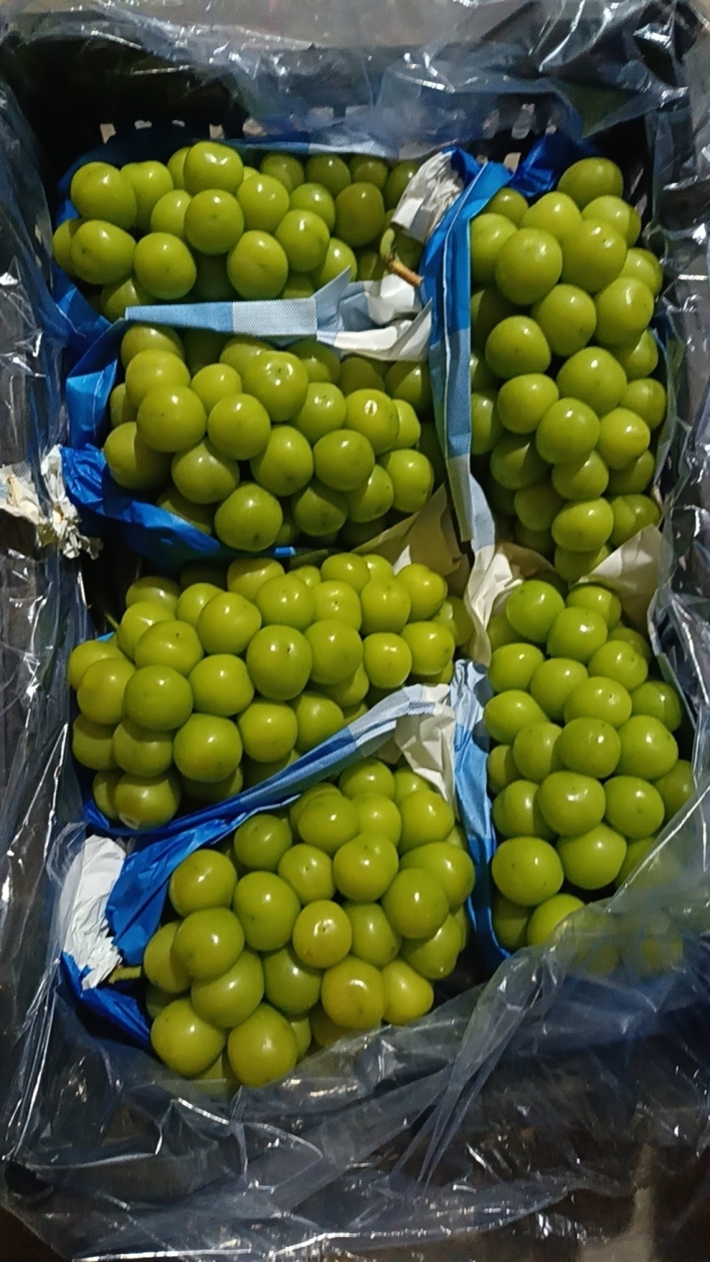 精品阳光玫瑰货源充足质量保证欢迎咨询