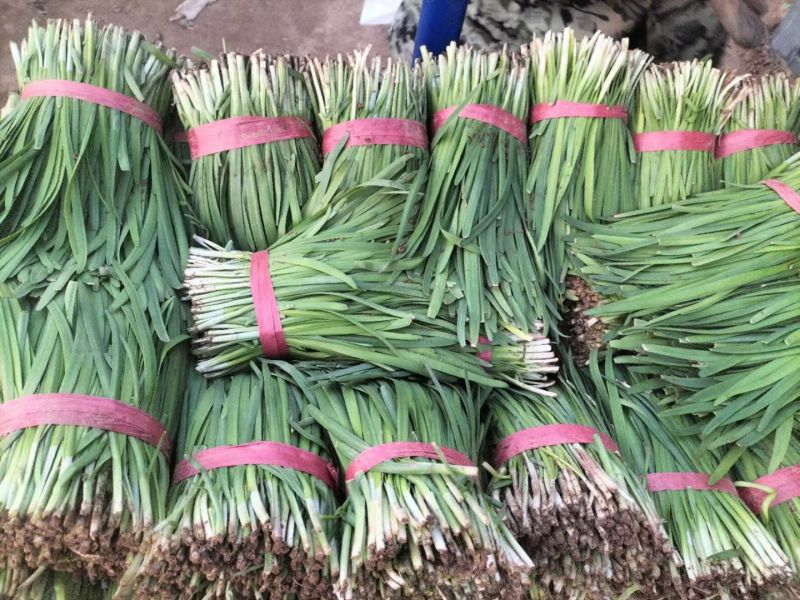 莱州二刀韭菜上市