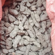 长条三叶青干货