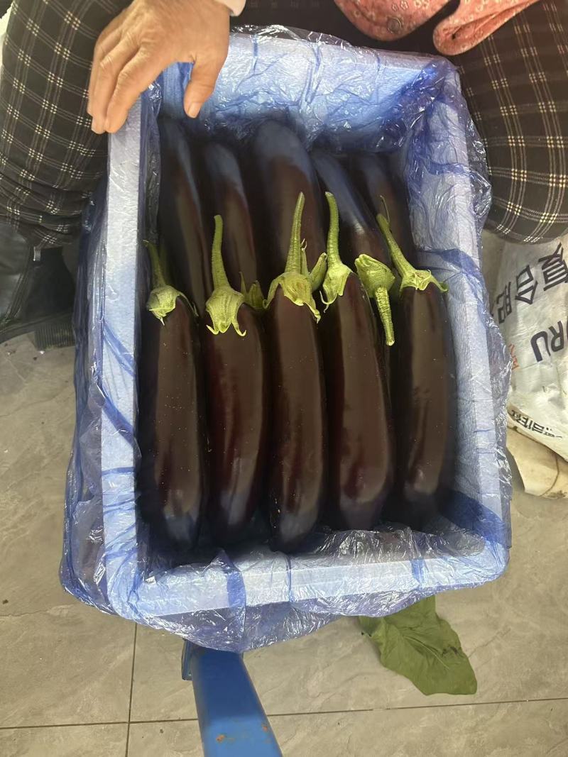 精品长茄