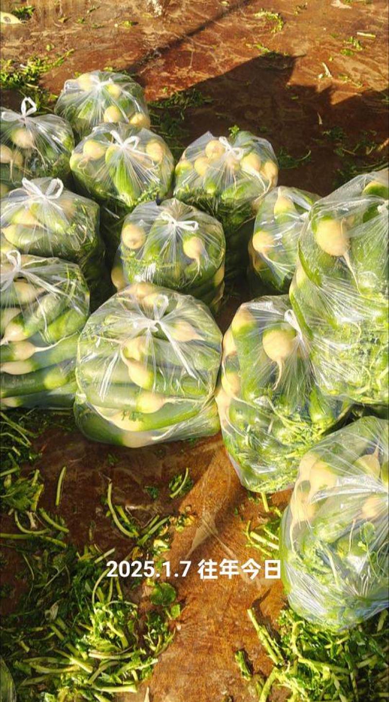 精品水果萝卜大量出售