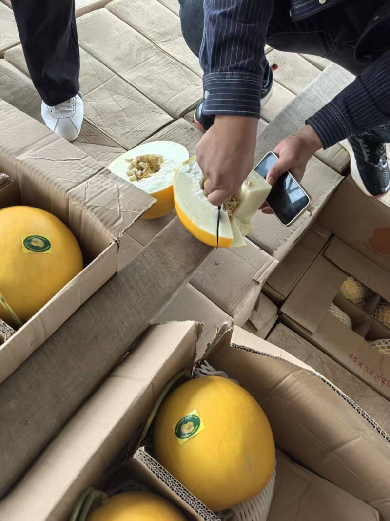 黄河蜜大量上市，关口一手货源，口感好糖度高，质量三包