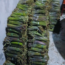 蕨菜出来了有合作的直接联系我量大