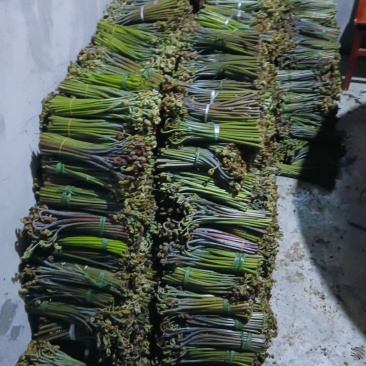 蕨菜出来了有合作的直接联系我量大