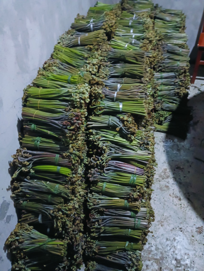 蕨菜出来了有合作的直接联系我量大