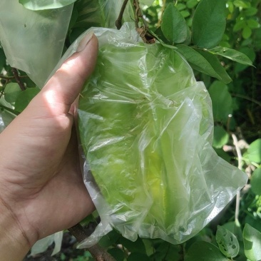 惠州杨桃
