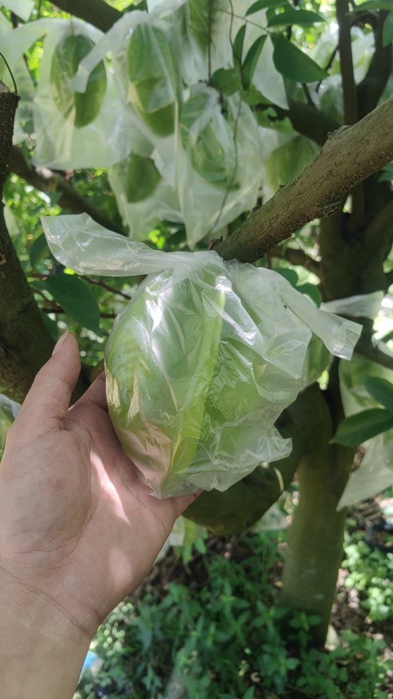 惠州杨桃