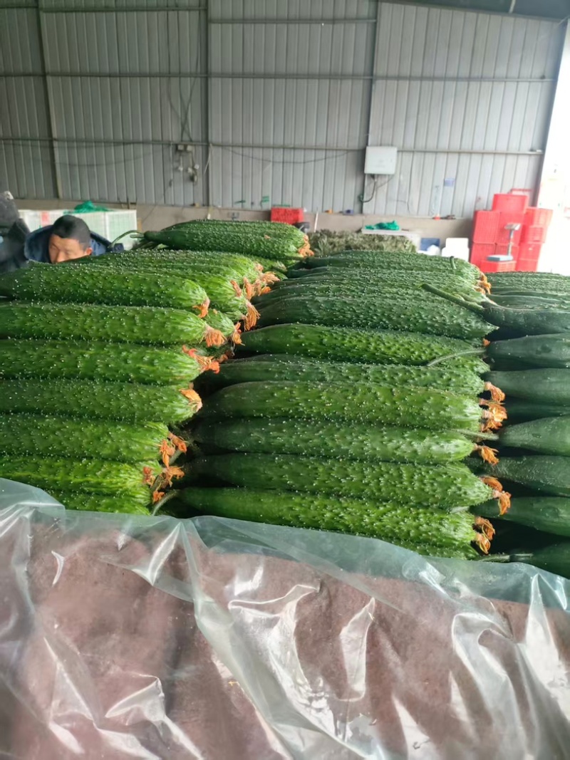 山东精品密刺黄瓜货源充足量大从优质量保证欢迎咨询