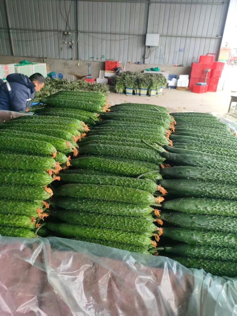 山东精品密刺黄瓜货源充足量大从优质量保证欢迎咨询