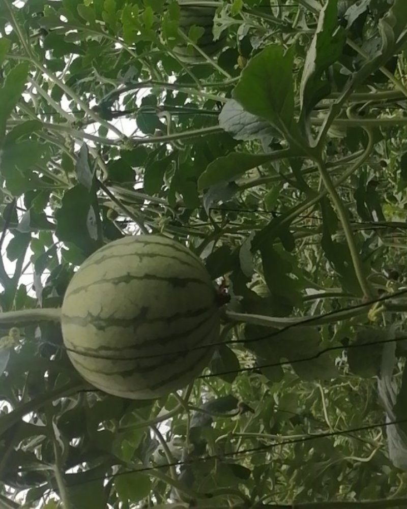 2k小吊瓜