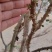 沙巴嘉宝果树15年树带花带果，原土带叶发货