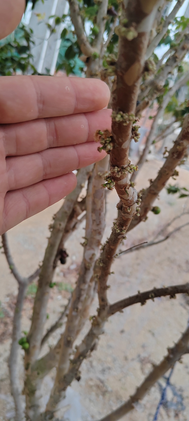 沙巴嘉宝果树15年树带花带果，原土带叶发货
