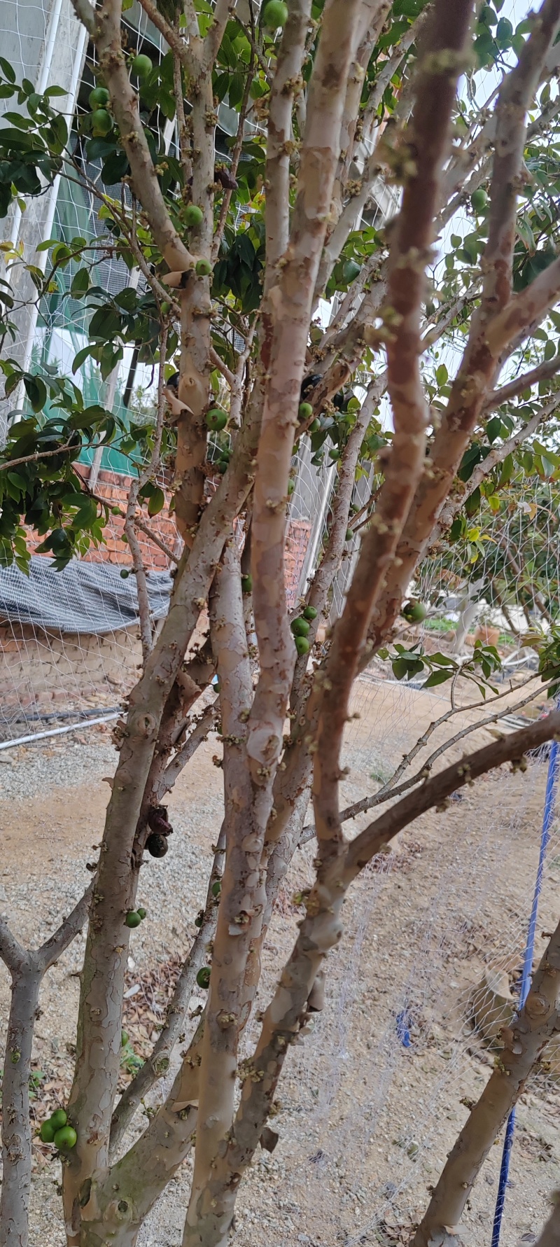 沙巴嘉宝果树15年树带花带果，原土带叶发货