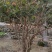 沙巴嘉宝果树15年树带花带果，原土带叶发货