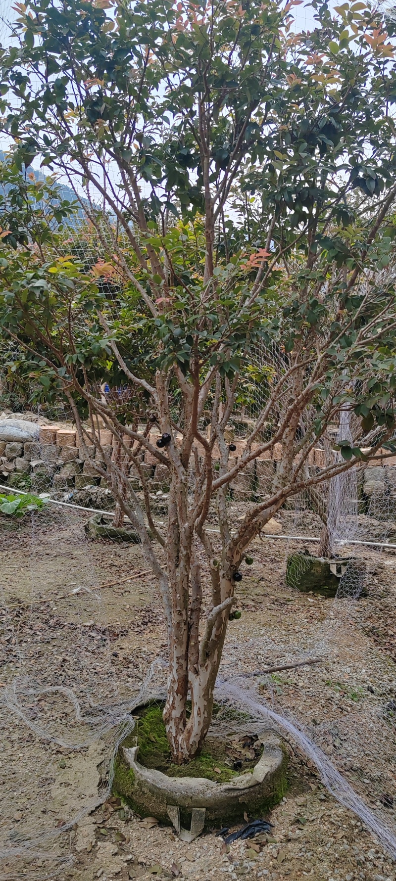 沙巴嘉宝果树15年树带花带果，原土带叶发货