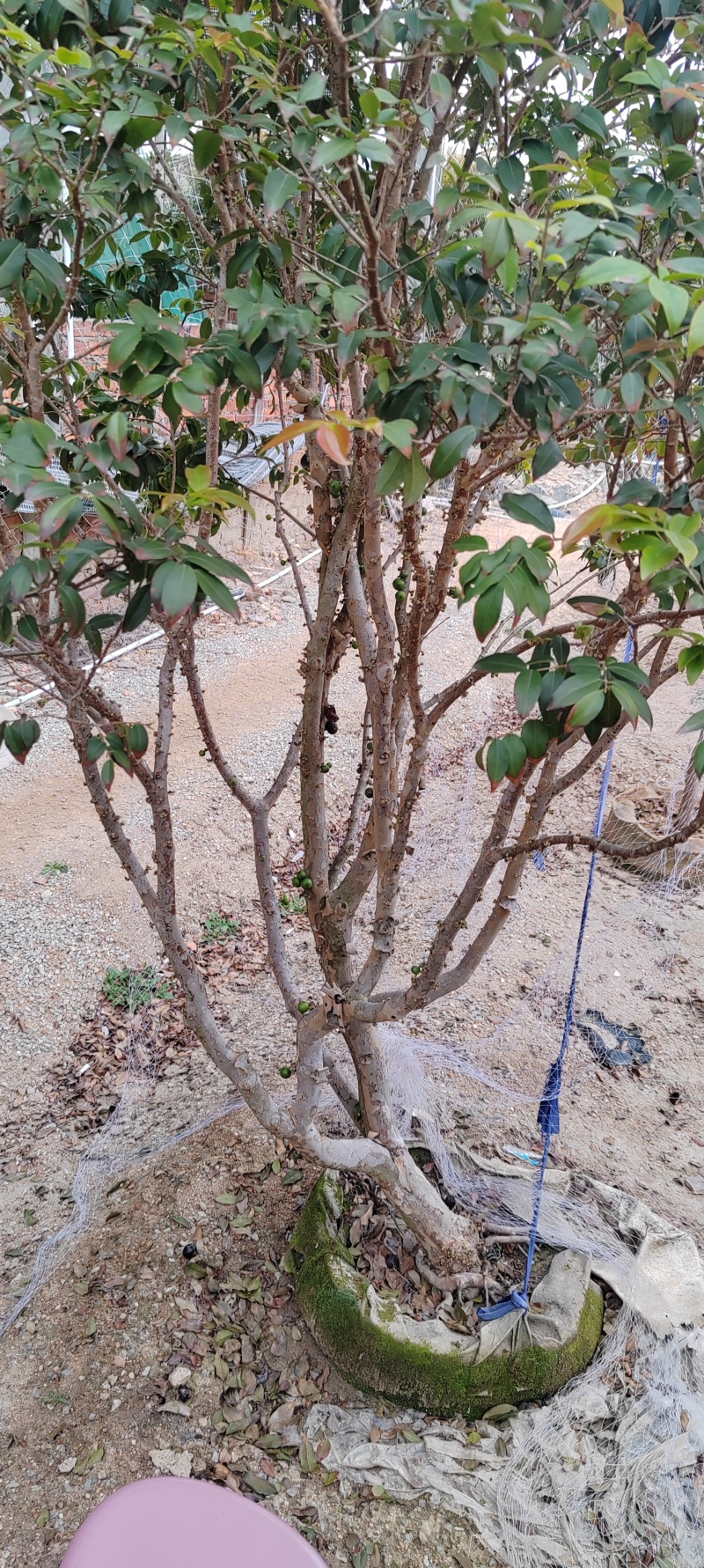 沙巴嘉宝果树15年树带花带果，原土带叶发货